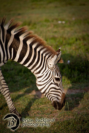 Safari-2151