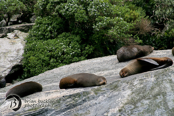 NewZealand-0067