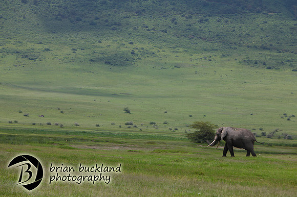 Safari-2790