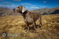 MtBierstadt-3641