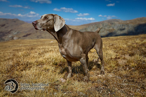 MtBierstadt-3641
