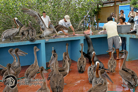 Galapagos-7336