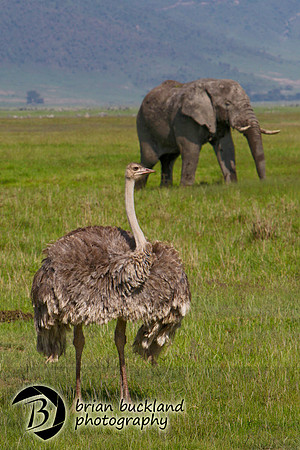 Safari-2456
