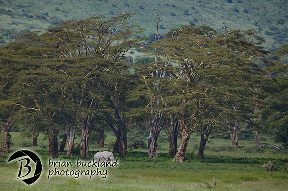 Safari-2406