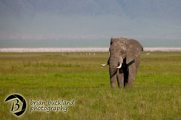 Safari-2446