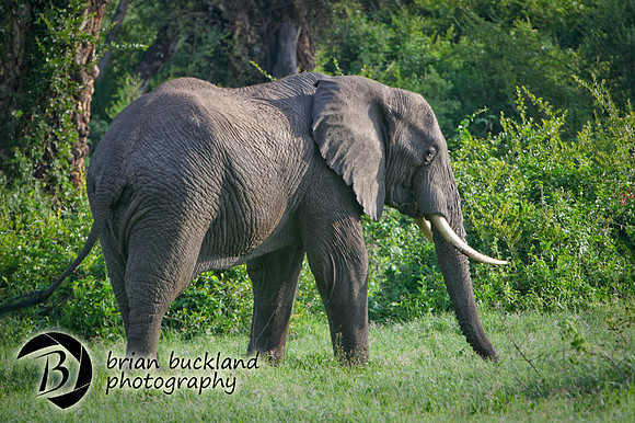 Safari-2256