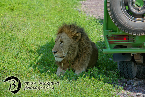 Safari-2637