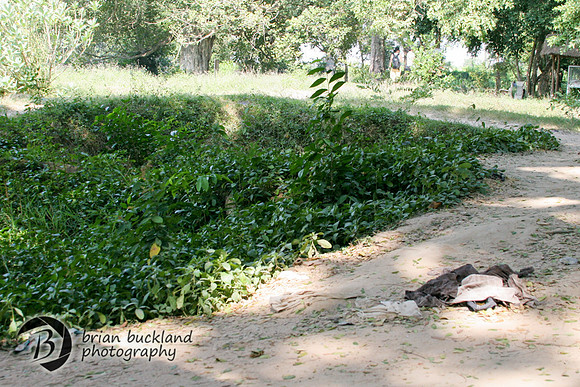 Cambodia-8308