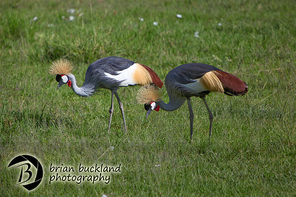 Safari-2411