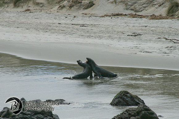 NewZealand-0299