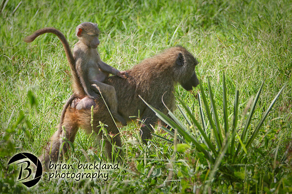 Safari-1796