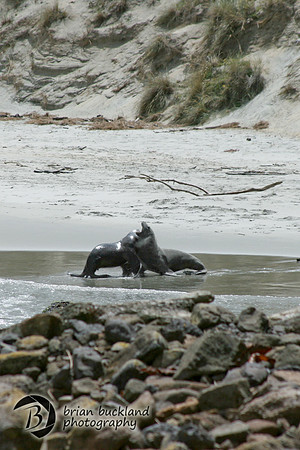 NewZealand-0271