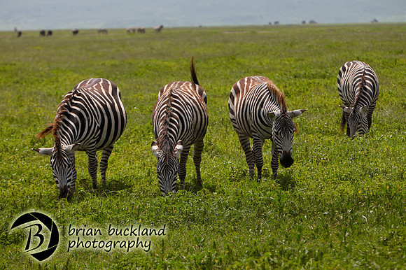 Safari-2745