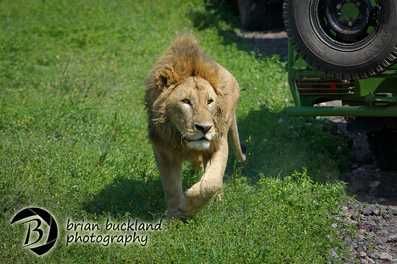 Safari-2656