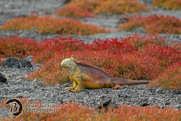 Galapagos-8431
