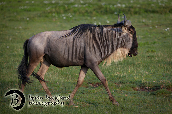 Safari-2035