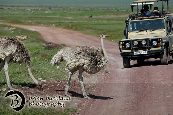 Safari-2535