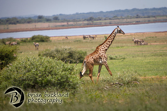 Safari-1577