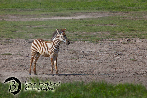 Safari-2499