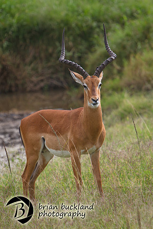 Safari-3012