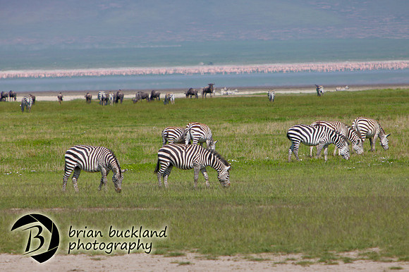 Safari-2473