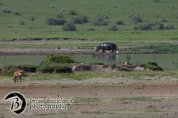 Safari-2396