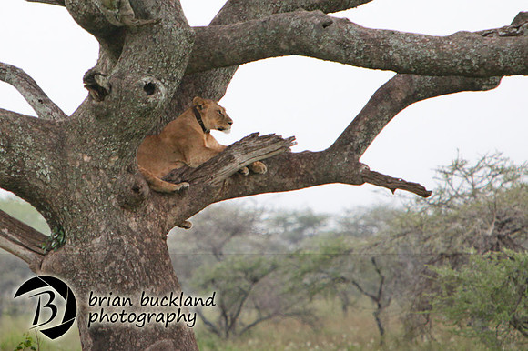 Safari-3275