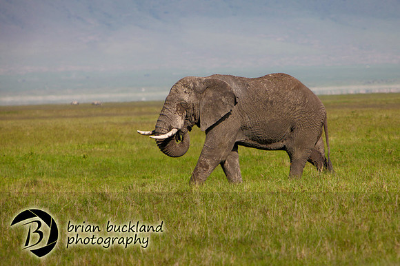 Safari-2449