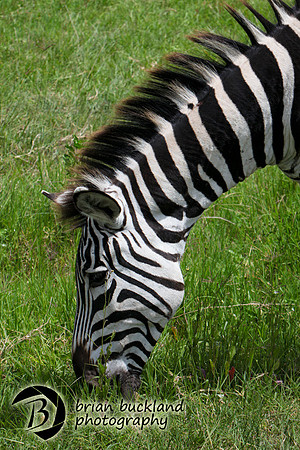 Safari-2820