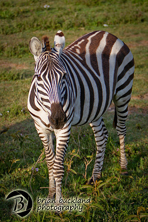 Safari-2143
