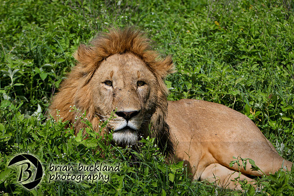 Safari-2681