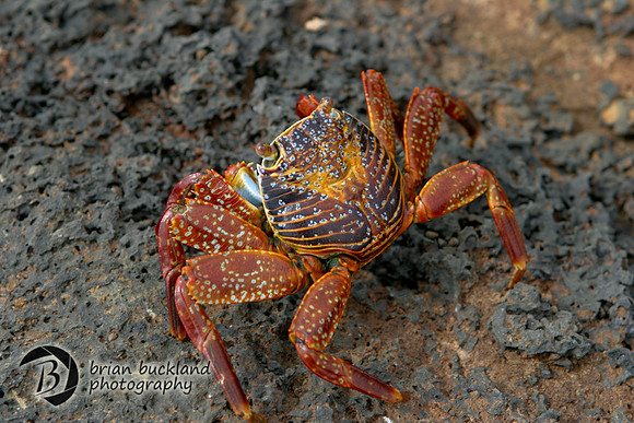 Galapagos-6294