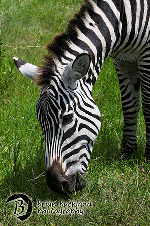 Safari-2824