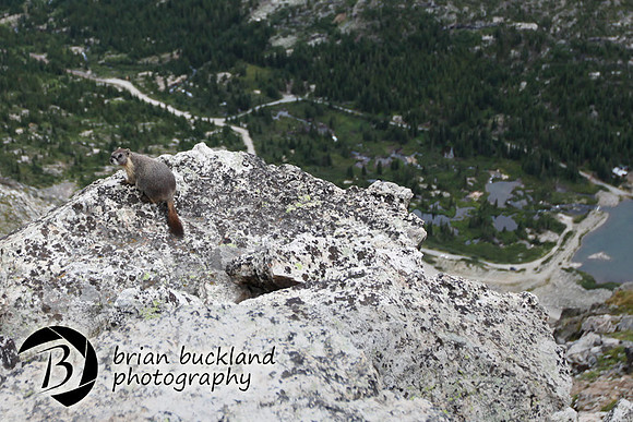 Quandry-7324