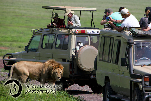 Safari-2606
