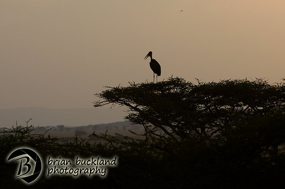 Safari-2966