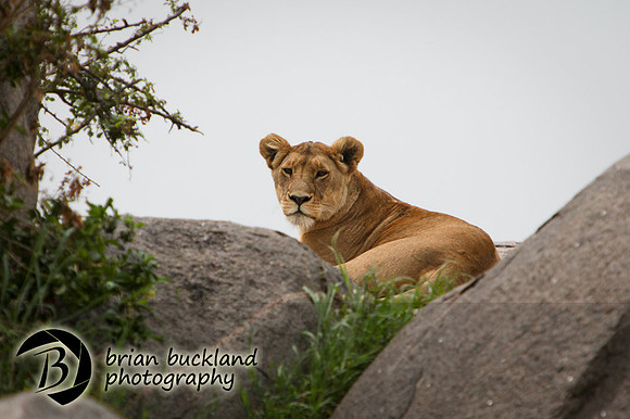 Safari-3097