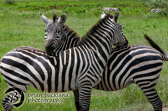Safari-2831
