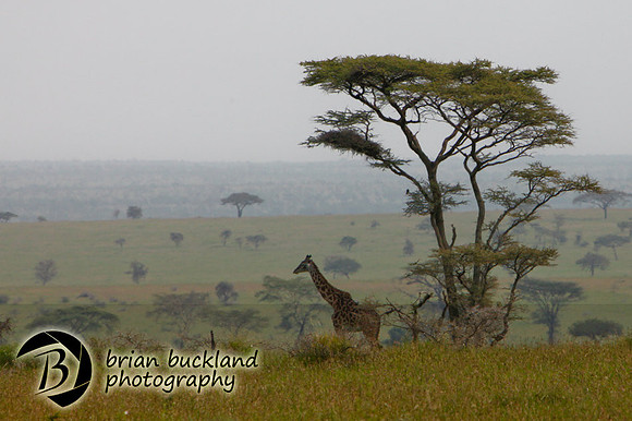 Safari-3065