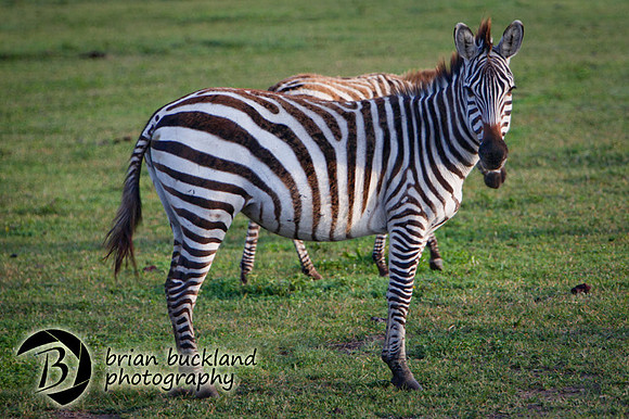 Safari-2039