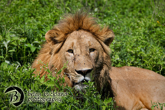 Safari-2701