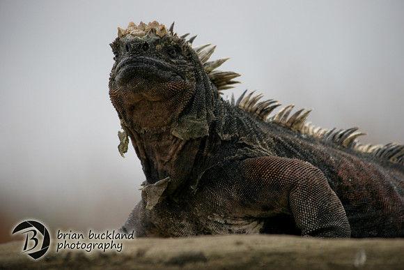 Galapagos-6753