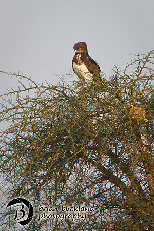 Safari-2929