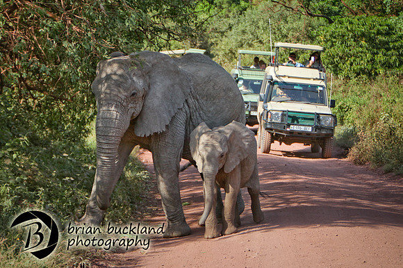 Safari-1901