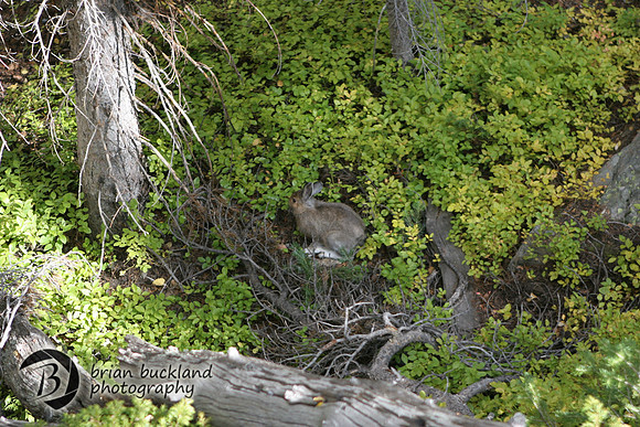 RockyMtnPark-5106