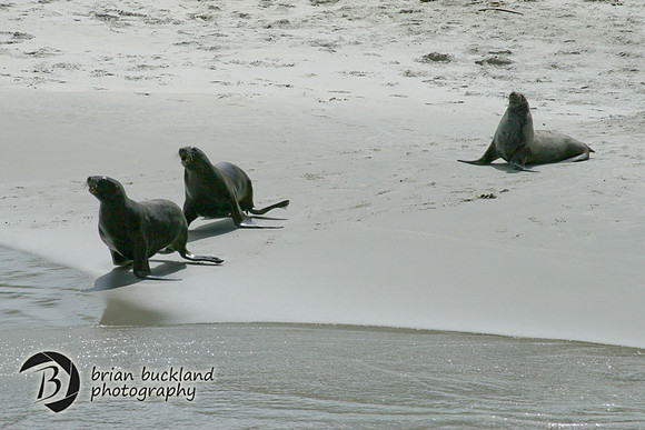 NewZealand-0328