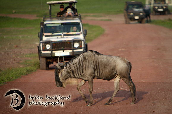 Safari-2009