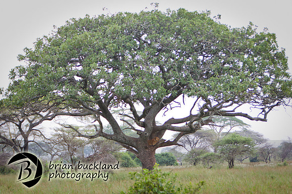 Safari-3203