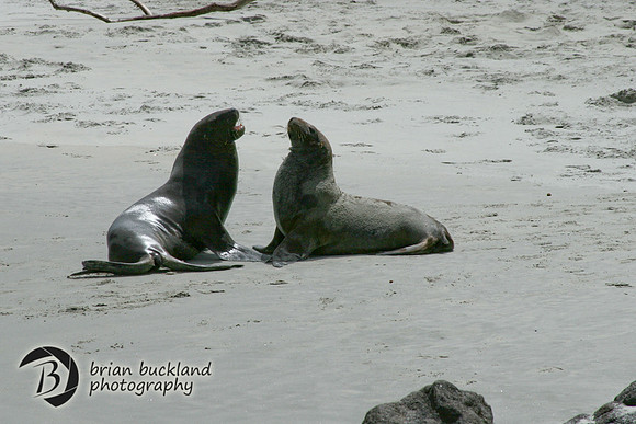 NewZealand-0339