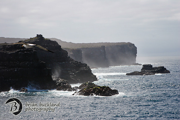 Galapagos-7910